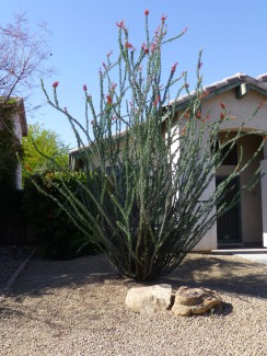 ocotillo cactus
