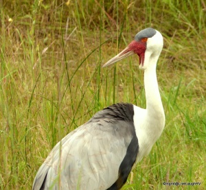 Endangered Cranes