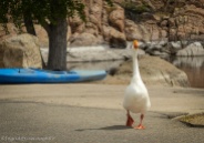 friendly goose