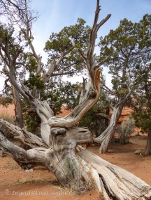 Dead trees serve more than a unique photographic subject