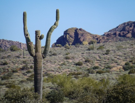 saguaro cactus looking like it is doing a happy dance