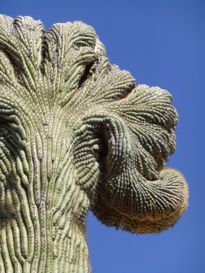 crested saguaro cactus