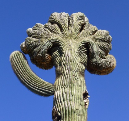 crested saguaro cactus