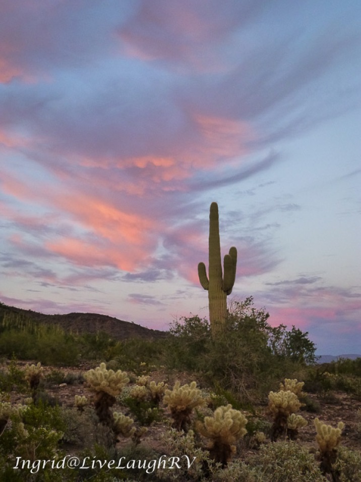 a saguaro cactus at sunset