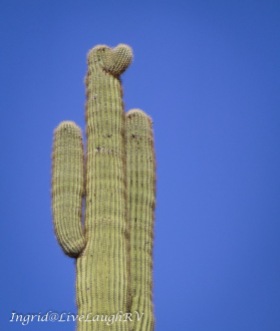 saguaro cactus growing to look like a proud soldier