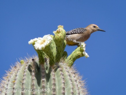 an image of saguaro cactus bloom with a cactus wren resting on top
