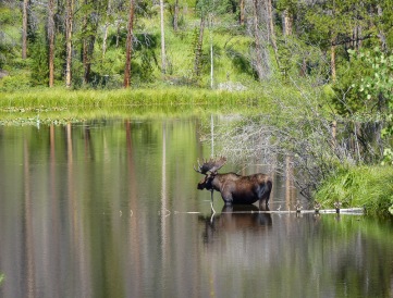 moose sighting, where to find moose, a moose in a pond, #moosesighting, #lovemoose