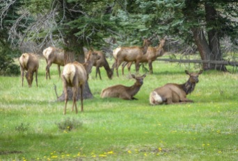 elk greeting us in Telluride, Colorado