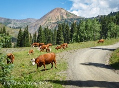 obstacles in the backcountry near Crested Butte, Colorado, cows blocking road #cows on the road