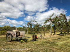 Garden equipment in an apple orchard
