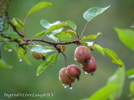 crabapple with droplets of water