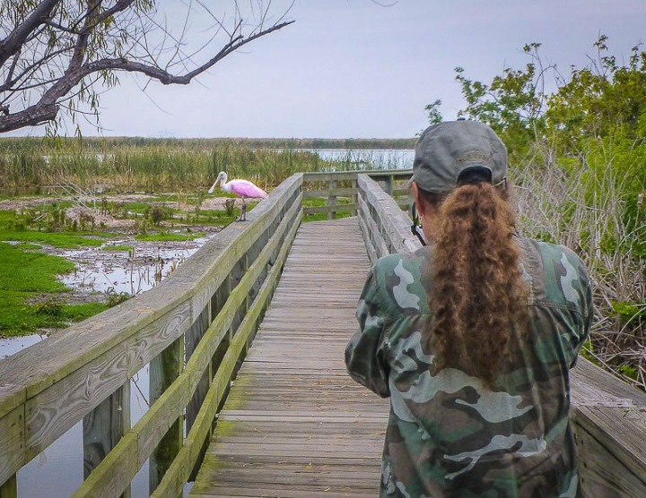 a woman photographing a pink roseate spoonbill